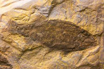 Fossil of a ray-finned fish (Promecosomina) © Alizada Images