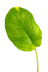 Fototapeta premium Monstera leaves Isolate on white background, The tropical evergreen vine, Green leaf, The tropical foliage plant.
