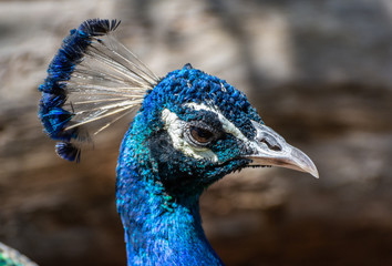 Head of a male Indian peafowl (Pavo cristatus)