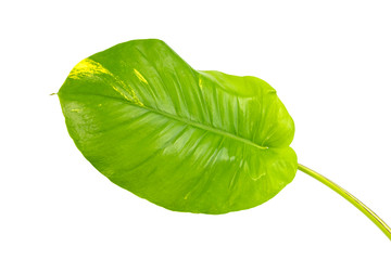 Monstera leaves Isolate on white background, The tropical evergreen vine, Green leaf, The tropical...