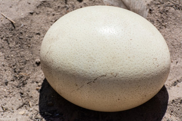 Ostrich (Struthio camelus) egg