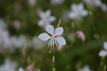 ハクチョウソウ（白蝶草）とも呼ばれるガウラの白い花