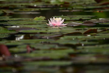 Water lily in a pond.
