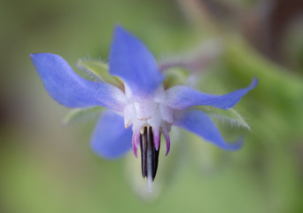 Borage