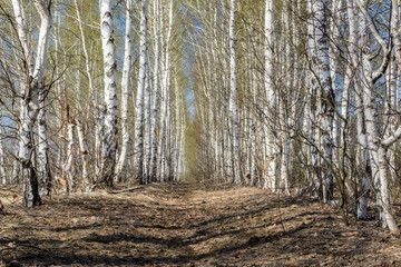 Footpath among tree planting. Birches in spring sunny day. Spring landscape.