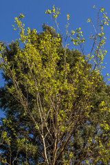 New bright green spring leaves on a tree image for background use with copy space in vertical format