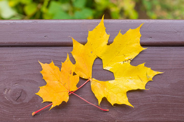Autumn red and orange leaf with heart. Fall love.Hello October,november. autumn atmosphere background. maple leaves, heart. autumn time concept, fall season.