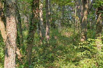 緑がある明るい森の中の風景