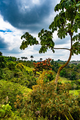 Mashpi Ecological Reserve, Ecuador, Highlands, Cloud Forest