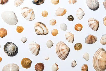 Shell on white background.