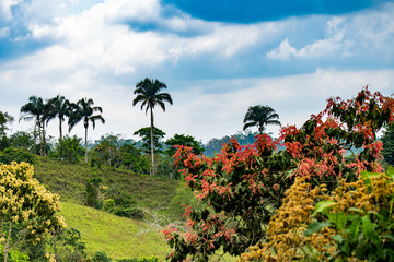 Mashpi Ecological Reserve, Ecuador, Highlands, Cloud Forest
