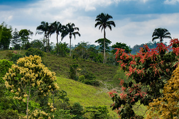 Mashpi Ecological Reserve, Ecuador, Highlands, Cloud Forest