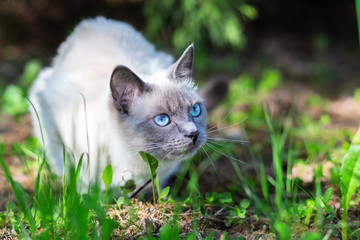 Obraz premium A cat sits on the grass on a summer sunny day in partial shade.