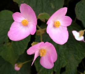 pink flowers in the garden