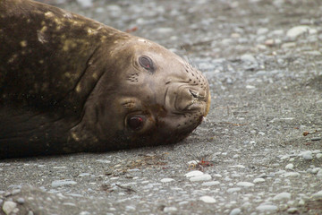 Female Elephant seal Macquarie Island