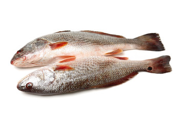 Fresh fish on white background