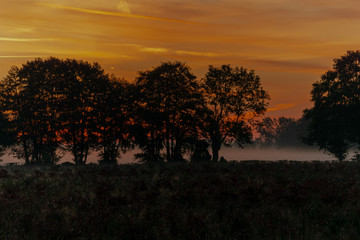 Fototapeta na wymiar Silhouettes of trees in a meadow in autumn with fog and a beautiful sunrise