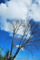 tree and blue sky