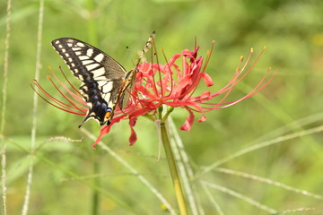 彼岸花の咲く風景