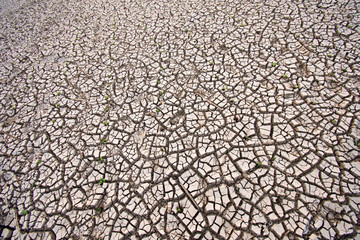 Naklejka premium Cracks in ground during dry season drought