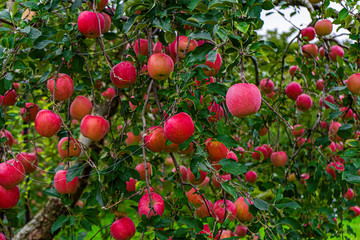 Obraz premium 山形リンゴ・洋ナシ