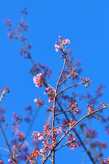 Prunus cerasoides Beautiful pink flowers thailand