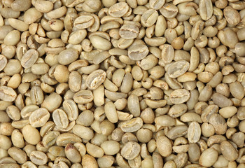 shrimps on a white background