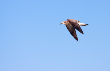Bird In Flight
