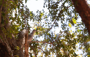 Resting Dove
