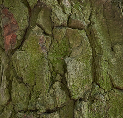 Tree Bark Texture - Acacia. Background for web page fill or graphic design. Pattern. Map for 3d texture. Wooden