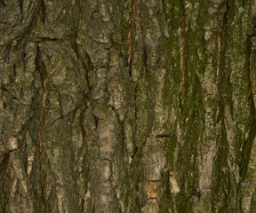 Tree Bark Texture - Acacia. Background for web page fill or graphic design. Pattern. Map for 3d texture. Wooden