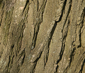 Tree Bark Texture - Acacia. Background for web page fill or graphic design. Pattern. Map for 3d texture. Wooden