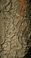 Tree Bark Texture - chestnut. Background for web page fill or graphic design. Pattern. Map for 3d texture. Wooden