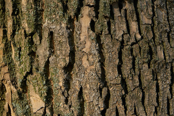 Tree Bark Texture - Acacia. Background for web page fill or graphic design. Pattern. Map for 3d texture. Wooden