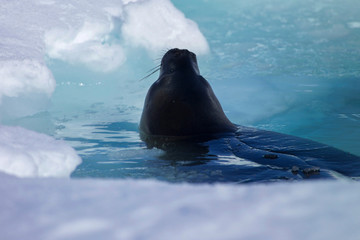 Surfacing Weddell seal Coulman Island Antarctica