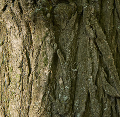 Tree Bark Texture - Acacia. Background for web page fill or graphic design. Pattern. Map for 3d texture. Wooden