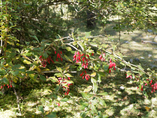 Berberis vulgaris ou Epine-vinette, arbrisseau épineux aux tiges arquées, aux petites feuilles...