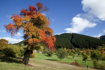 Amazing golden autumn colors in the forest path track.artvin/turkey