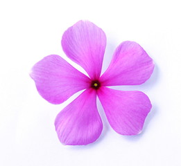 Fototapeta na wymiar Catharanthus roseus, purple flowers laid on a white background.