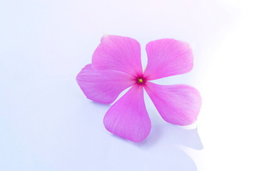 Catharanthus roseus, purple flowers laid on a white background.
