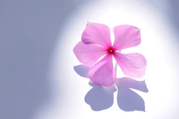 Catharanthus roseus, purple flowers laid on a white background.