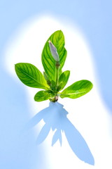 Fototapeta premium Catharanthus roseus, purple flowers laid on a white background.
