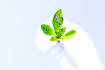 Catharanthus roseus, purple flowers laid on a white background.