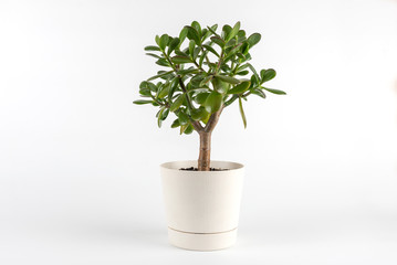 Succulent houseplant Crassula in a pot on white background	