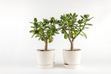 Succulent houseplant Crassula in a pot on white background	