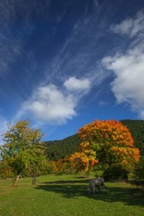 Amazing golden autumn colors in the forest path track.artvin/turkey