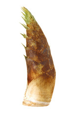 Bamboo shoot on the white background 