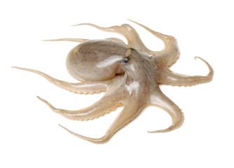 Octopus on white background