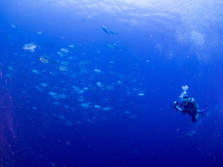 パラオ_ペリリュー_スキューバダイビング