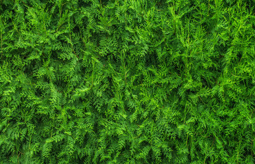 Christmas tree background.